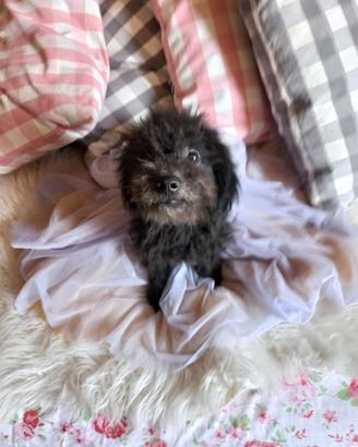 Cucciolo barboncino femmina
