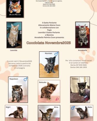 "IL GATTO PARLANTE"Maine Coon