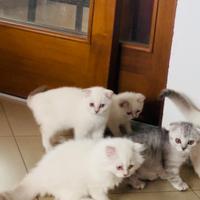 Gattini Scottish Fold