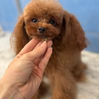 Barboncino teacup per monta