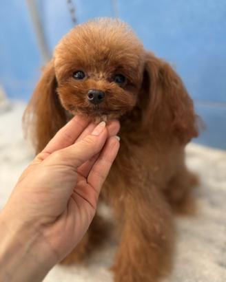 Barboncino teacup per monta