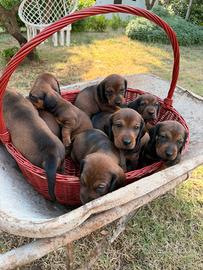 Cuccioli di dachsbracke