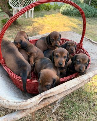 Cuccioli di dachsbracke