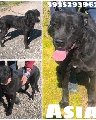 Una cagnolina in adozione da salvare