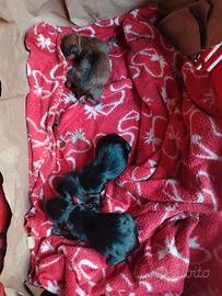 Cuccioli pinscher toy