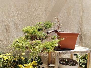 pre bonsai ginepro