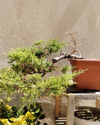 pre bonsai ginepro