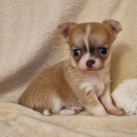 Allevamento All At Once Verona