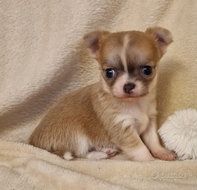 Allevamento All At Once Verona