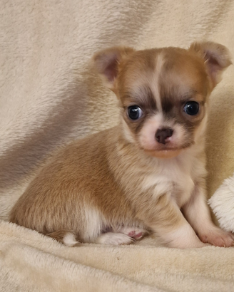 Allevamento All At Once Verona