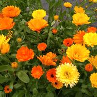 500 semi di Calendula officinale
