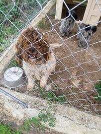 Cuccioli Lagotto incrociato