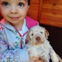 Cuccioli di lagotto romagnolo con pedigree