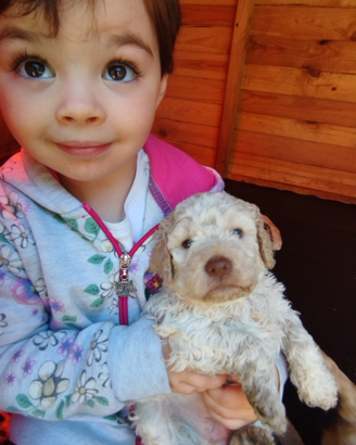 Cuccioli di lagotto romagnolo con pedigree
