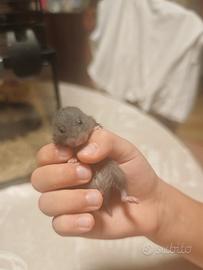 Criceti siriani