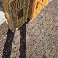 trasportino per quaglie