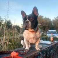 Bouledogue français per accoppiamento