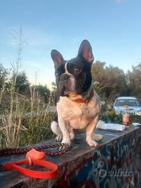 Bouledogue français per accoppiamento