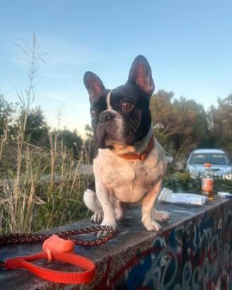 Bouledogue français per accoppiamento