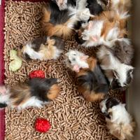 Bellissime Cavie peruviane - Porcellini d'india