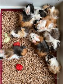 Bellissime Cavie peruviane - Porcellini d'india