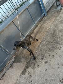 Cucciolone incrocio bracco tedesco e pointer