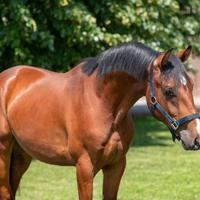 Puledro salto zangershide