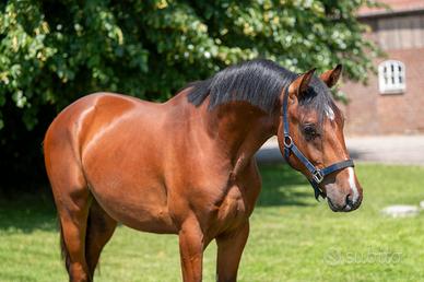 Puledro salto zangershide