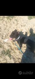 American Pitbull cucciolo di 5 mesi