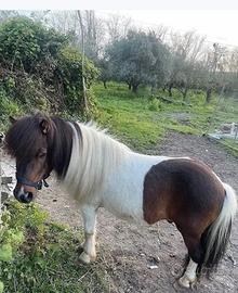 Pony maschio