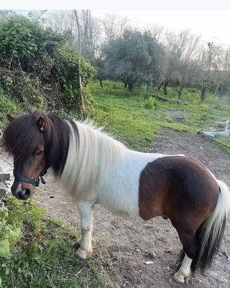 Pony maschio