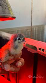 Pulcini Australorp