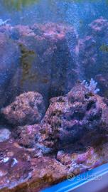 rocce vive acquario 