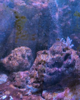 rocce vive acquario 