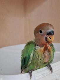 Inseparabile da imbecco