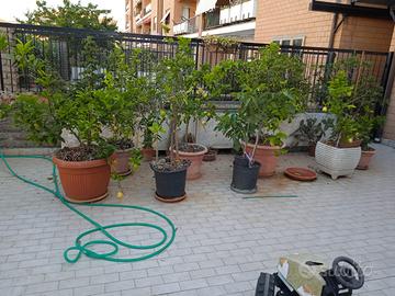 piante limoni e frutti