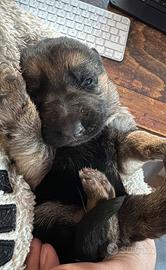 Cuccioli pastore tedesco