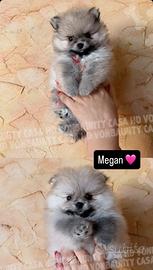 Cuccioli Pomerania con pedigree