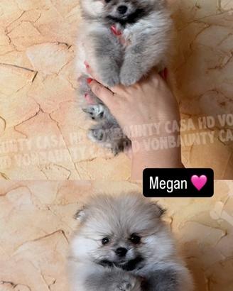 Cuccioli Pomerania con pedigree
