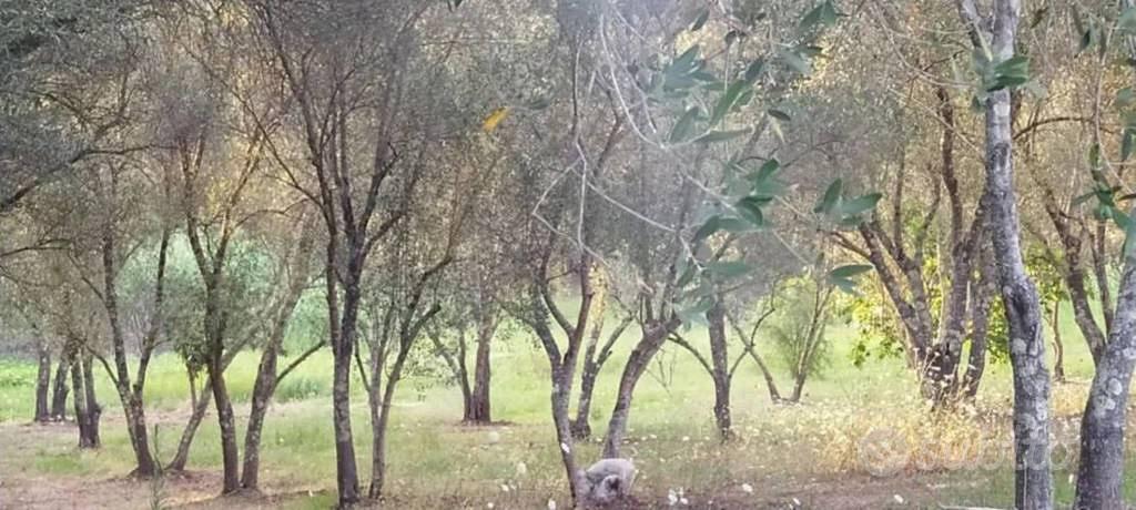 Immobile in asta di 6160 m² a Seminara - Vista 3