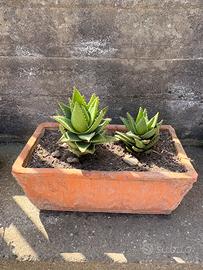 5 Vasi in Terracotta con Piante Grasse