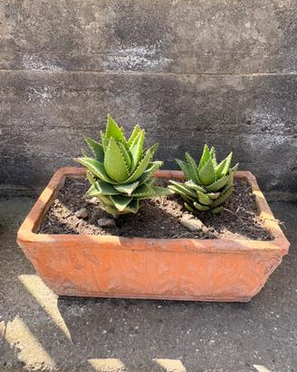 5 Vasi in Terracotta con Piante Grasse