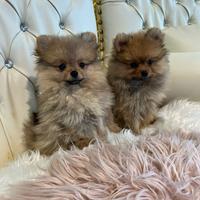 Spitz volpini Pomerania nani