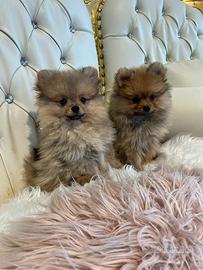 Spitz volpini Pomerania nani