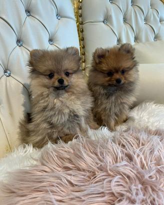 Spitz volpini Pomerania nani