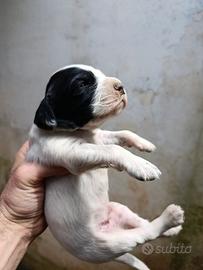 Setter Inglese