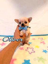 Chihuahua maschio con pedigree enci