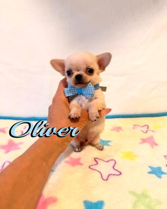 Chihuahua maschio con pedigree enci