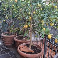 limoni 4 stagioni