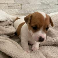 Cuccioli di Jack Russell
